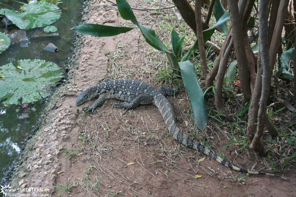 IMG 7647-Kenya, monitor at Crocodile Camp Tsavo East